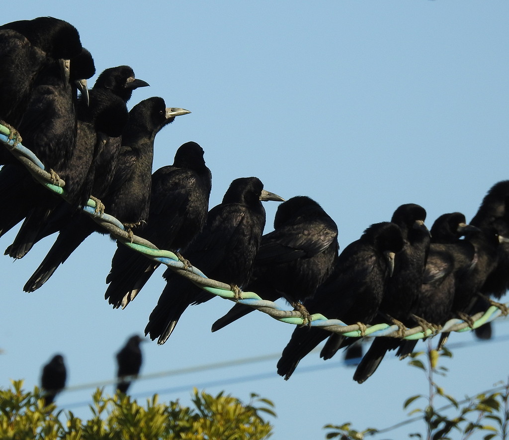 Eastern Rooks, a scarce or even rare bird in most of Japan, are common in winter on the Izumi Plain © Mark Brazil